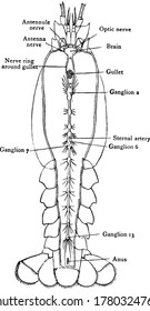 Crayfish, also called crawfish, any of numerous crustaceans. This figure represent Nervous System of Crayfish, vintage line drawing or engraving illustration.