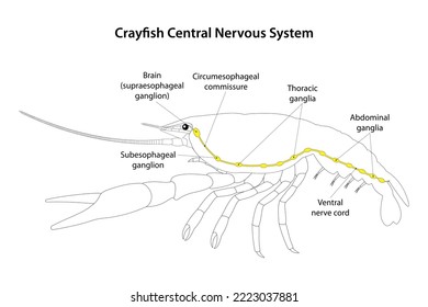 Crayfish Central Nervous System. White background. 