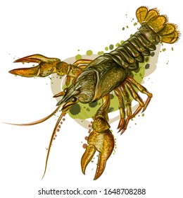 Crayfish. Color, realistic image of a river crab on a white background in watercolor style.