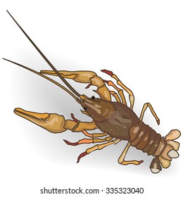 crayfish cooked isolated white background