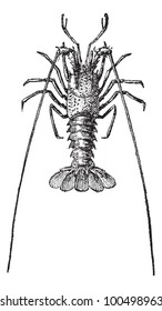 Crayfish or crawfish or crawdads, vintage engraved illustration. Dictionary of words and things - Larive and Fleury - 1895.