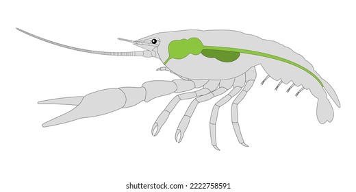 Crayfish (Crustacea) Digestive System. White background.