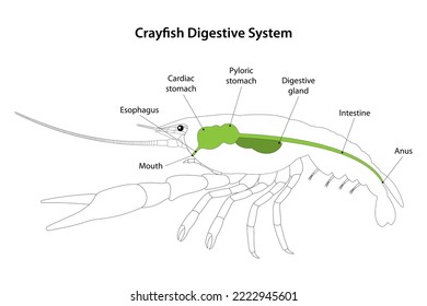 Crayfish (Crustacea) Digestive System. White background.