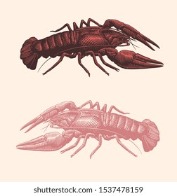 Crayfish. Design set. Hand drawn engraving. Editable vector vintage illustration. Isolated on light background. 8 EPS 