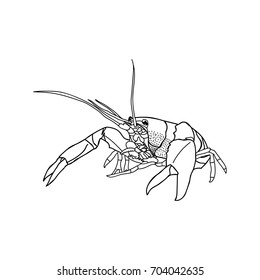 Crayfish drawing on white background. Hand drawn illustration.