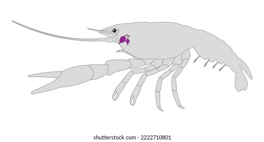 Crayfish Excretory System. Anntenal gland (green gland).