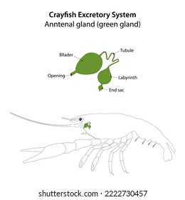 Krebse-Exkretionssystem. Hirndrüse (grüne Drüse).