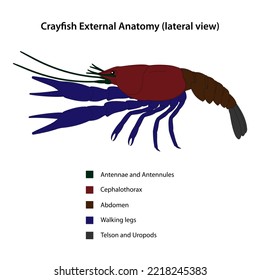 Crayfish External Anatomy (lateral view)