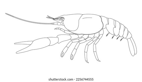 Crayfish External Anatomy (lateral view). Black and white illustration.