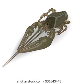 crayfish green isolated white background