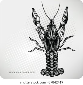 Crayfish hand drawing. Vector illustration.