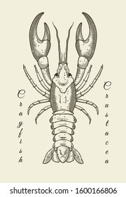 Crayfish, hand-drawn vector illustration. Retro ink drawing. Latin inscription (Crayfish)