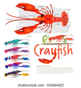 Crayfish with information. infographic style. separate color with typographic design crawfish, crawdads, freshwater small lobsters - vector illustration