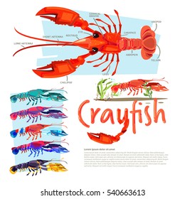 Crayfish with information. infographic style. separate color with typographic design crawfish, crawdads, freshwater small lobsters - vector illustration