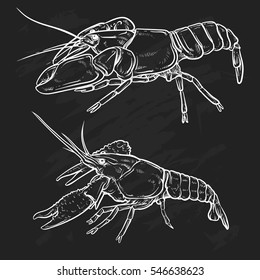 Crayfish isolated on white background. Shrimp drawing. Hand drawn seafood illustration. Prawn.