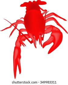 crayfish, lobster, boiled lobster
