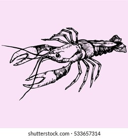 crayfish,  lobster, doodle style sketch illustration hand drawn vector 