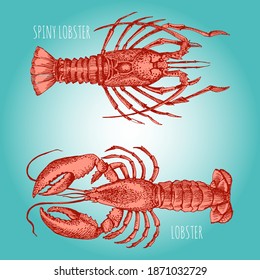 Crayfish. Lobster. Sketch in vintage style for the design of the seafood restaurant menu. Monochrome linear drawing