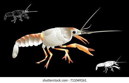 Crayfish, lobster vector Drawing