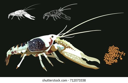 Crayfish, lobster vector Drawing