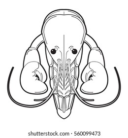 Crayfish logo isolated on white background. Shrimp drawing. Hand drawn seafood illustration. Prawn.