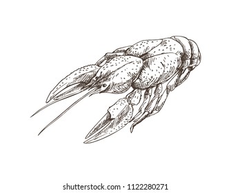 Crayfish monochrome sketch outline. Seafood boiled lobster black and white hand drawn meal. Prepared nutrition dish accompany beer vector illustration