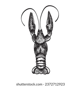 Crayfish on white background, top view