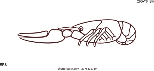 Crayfish outline. Isolated crayfish on white background
