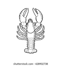 Crayfish. Outline vector illustration.