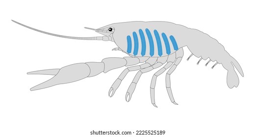 Crayfish Respiratory System. White background. 