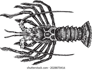 Crayfish, Rock lobsters. Achelata, Palinuridae. Seafood collection. Healthy lifestyle, delicious food. Hand-drawn images, black and white graphics.