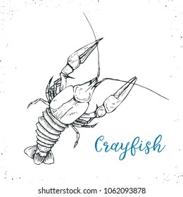 Crayfish sketch icon isolated on white background. Lobster symbol. Hand drawn seafood. Vector illustration for restaurant menu designs etc.