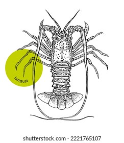 Crayfish, spiny lobster, seafood, close-up, hand drawn sketch, ink, vintage engraving. Design element for label, package, shop, market. Engraved vector black illustration, isolated on white background