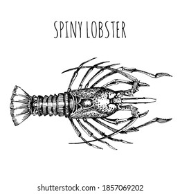 Cangrejos de río. Langosta espinosa. Esbozo de estilo vintage para el diseño del menú del restaurante de marisco. Dibujo lineal monocromo