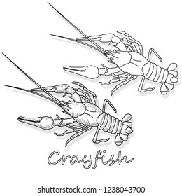 Crayfish vector illustration on a white background. Monochrome rayfish isolated on white.