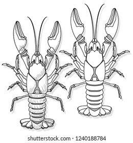 Crayfish vector illustration on a white background.