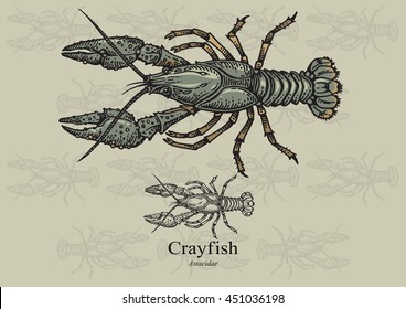 Crayfish. Vector illustration with refined details and optimized stroke that allows the image to be used in small sizes (in packaging design, decoration, educational graphics, etc.)