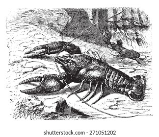 Crayfish, vintage engraved illustration. La Vie dans la nature, 1890. 