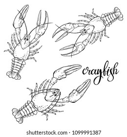 Crayfish.Sketch.Hand drawn outline vector illustration, isolated  elements for design on white background.