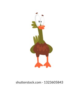 Crazy Open Eyed Male Mallard Duck, Funny Bird Cartoon Character Vector Illustration
