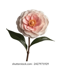 cream color Camellia flower vector artwork 