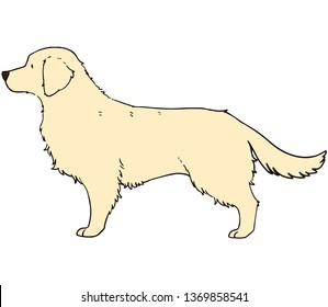 Cream colored Golden Retriever with outlines