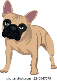 Cream french bulldog and black mask his muzzle standing
