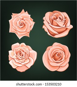 cream roses vector set