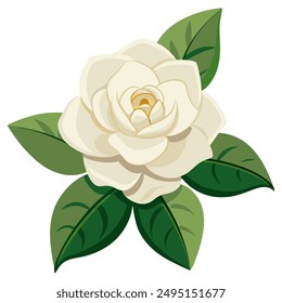 A creamy white gardenia with delicate petals and dark green leaves, displayed against a white background