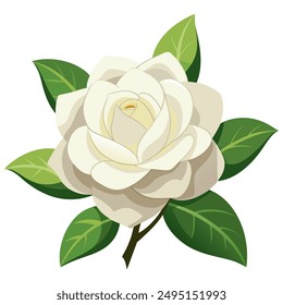 A creamy white gardenia with delicate petals and dark green leaves, displayed against a white background.