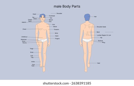 i create character Medical Education Chart of Biology for male Body Parts Diagram