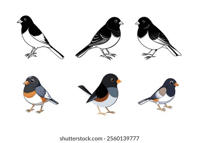 create an image of a dark eyed junco vector set