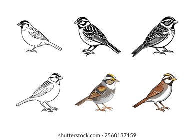 create an image of a white throated sparrow vector set