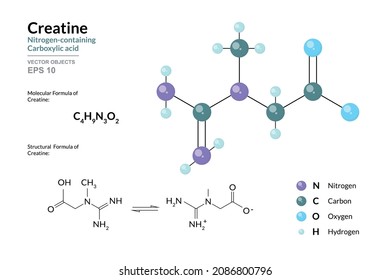 Creatine. Dietary Supplement, Sport Nutrition. Nitrogen containing Carboxylic Acid. Structural Chemical Formula and Molecule 3d Model. C4H9N3O2. Atoms with Color Coding. Vector Illustration 